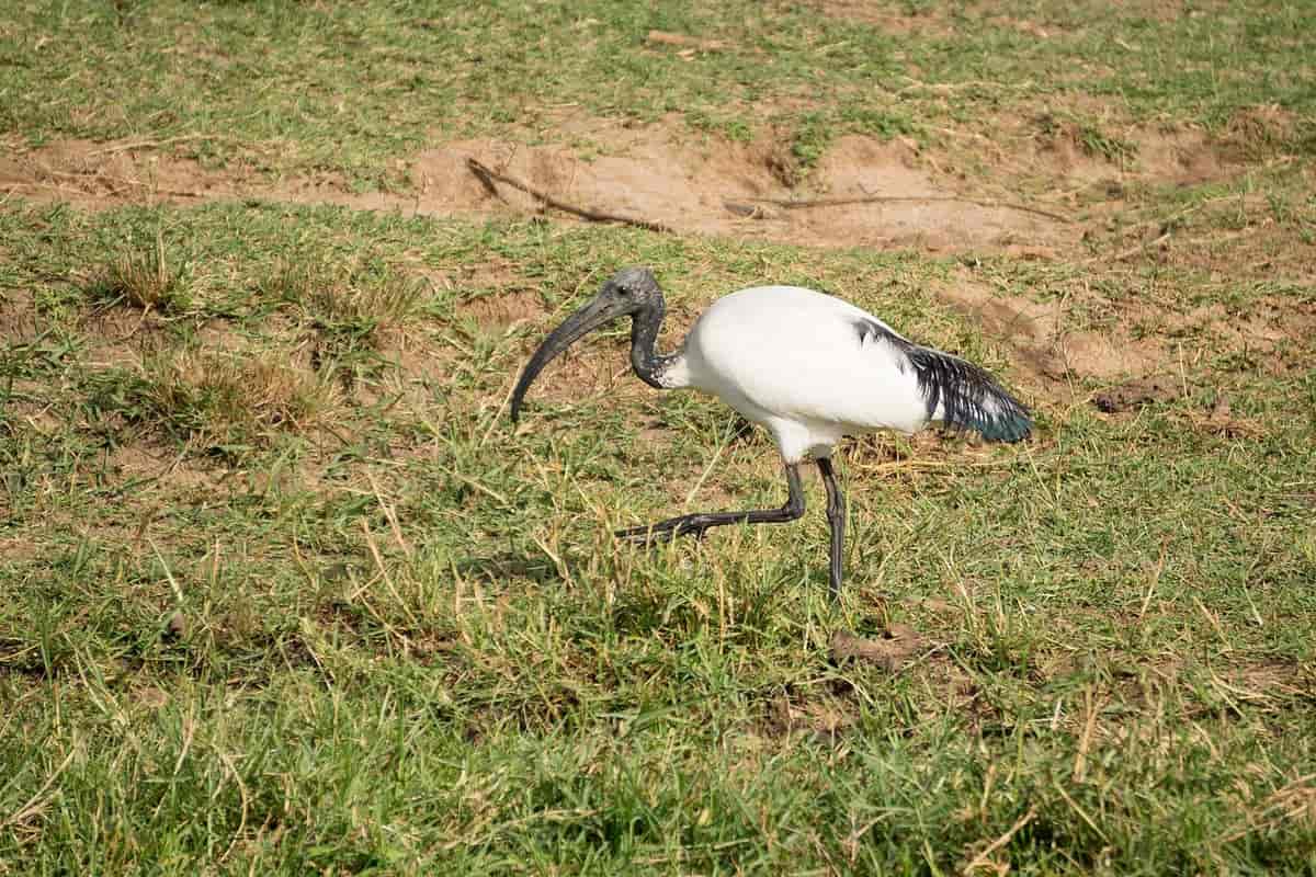 Den hellige afrikanske ibis.