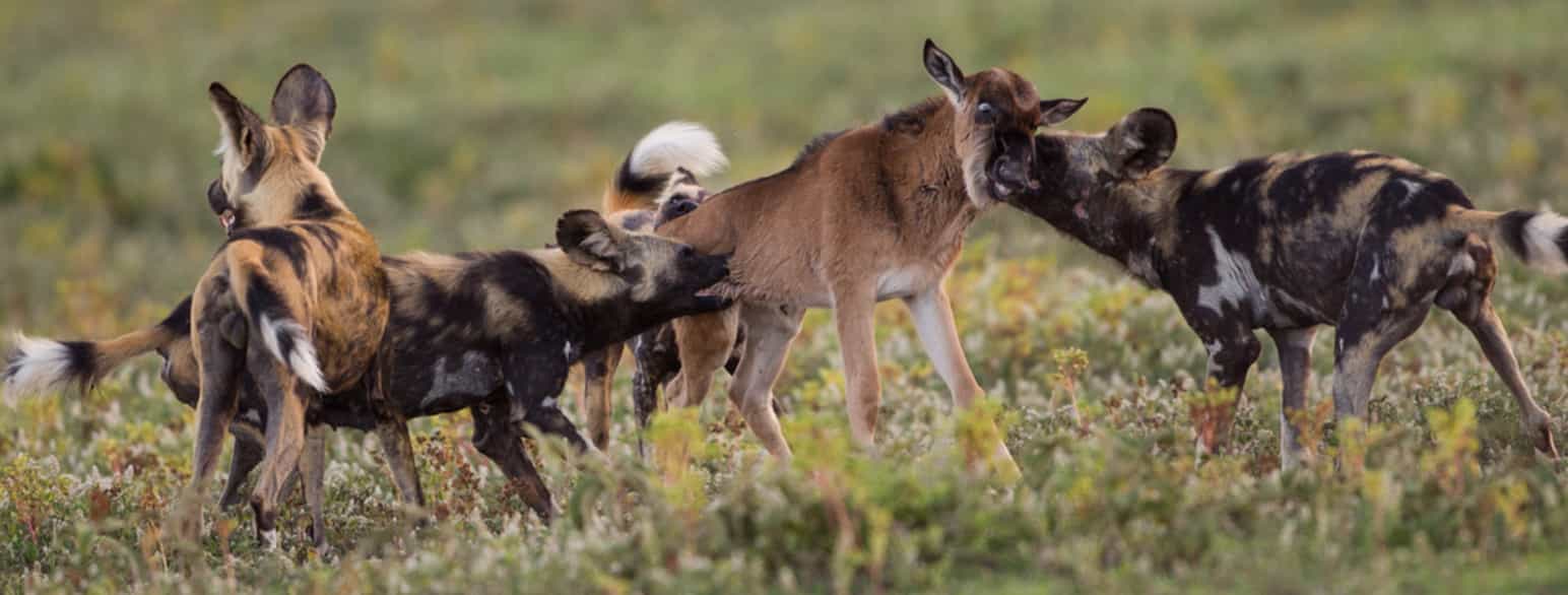 Afrikanske villhunder angriper en gnukalv