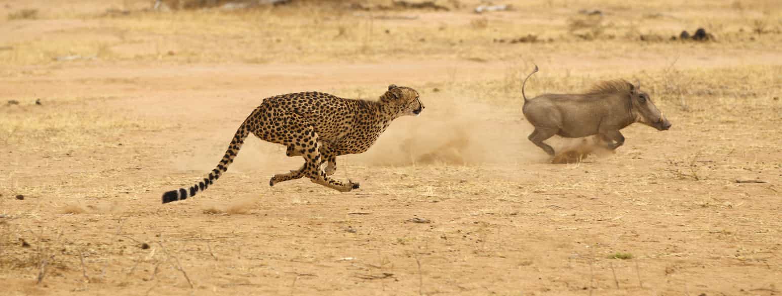 Gepard jager vortesvin