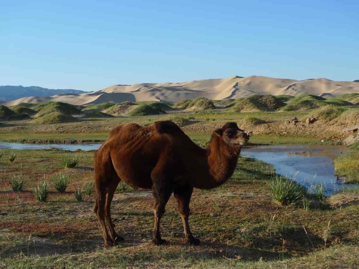 Baktrisk kamel